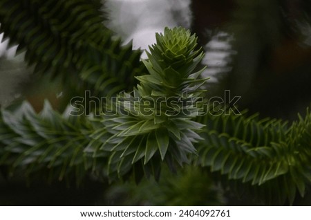 A close up of a Monkey Puzzle Tree branch (Araucaria araucana) covered in spikey evergreen leaves that are lay close together.  Royalty-Free Stock Photo #2404092761