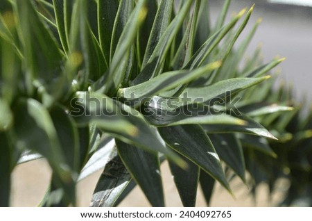 A close up of a Monkey Puzzle Tree branch (Araucaria araucana) covered in spikey evergreen leaves that are lay close together.  Royalty-Free Stock Photo #2404092765