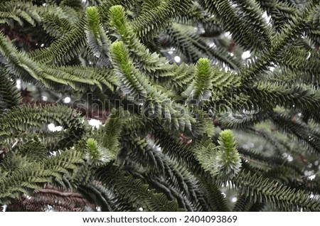 A close up of  Monkey Puzzle Tree branches (Araucaria araucana) covered in spikey evergreen leaves that are lay close together and baring  Fruit on the ends. Royalty-Free Stock Photo #2404093869