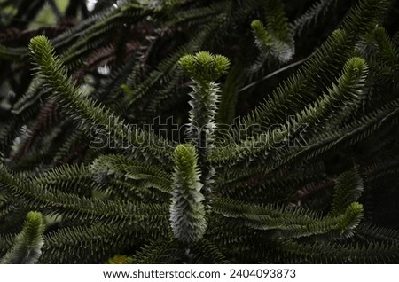 A close up of  Monkey Puzzle Tree branches (Araucaria araucana) covered in spikey evergreen leaves that are lay close together and baring  Fruit on the ends. Royalty-Free Stock Photo #2404093873