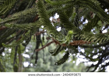A close up of  Monkey Puzzle Tree branches (Araucaria araucana) covered in spikey evergreen leaves that are lay close together and baring  Fruit on the ends. Royalty-Free Stock Photo #2404093875