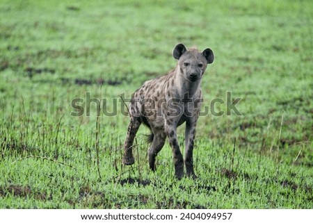 A spottet hyena in Queen Elizabeth NP