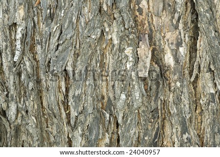 Bark Detail Texture