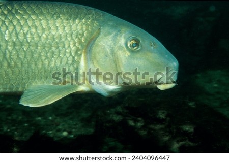 Silver redhorse, sucker fish, underwater in the St. Lawrence River Royalty-Free Stock Photo #2404096447