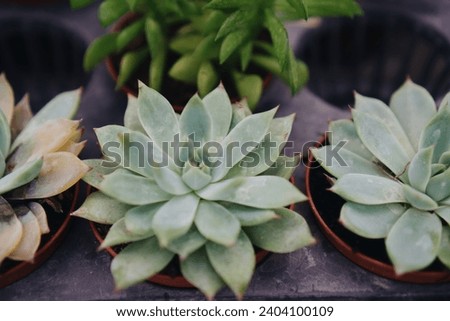 Selective Focus on Assorted Potted Succulents For Sale at Nursery Royalty-Free Stock Photo #2404100109