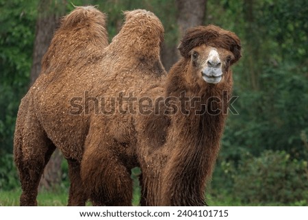 Bactrian Camel portrait (Camelus bactrianus) Royalty-Free Stock Photo #2404101715