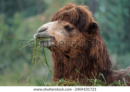 Bactrian Camel eating (Camelus bactrianus) Royalty-Free Stock Photo #2404101721