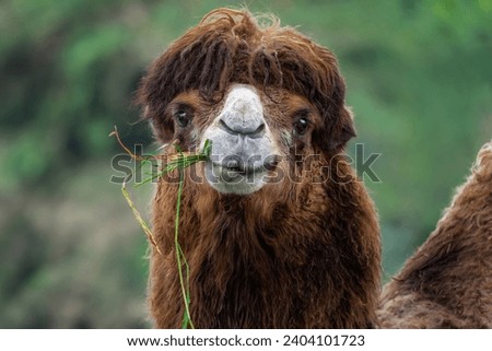 Bactrian Camel eating (Camelus bactrianus) Royalty-Free Stock Photo #2404101723
