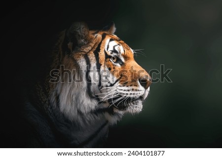 Siberian Tiger (Panthera tigris tigris) Royalty-Free Stock Photo #2404101877