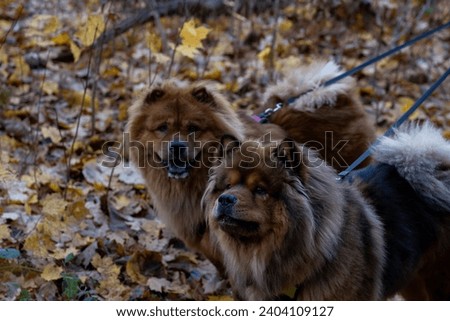 Two chow chow during a fall hike.