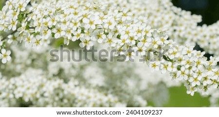 floral background banner.real flowers for background macro