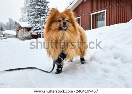 Cute fluffy pomeranian spitz dog on a winter walk on the leash w Royalty-Free Stock Photo #2404109457