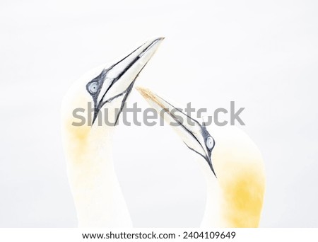 Morus serrator bird, a large seabird of the rock-goose and gannet family, Sulidae