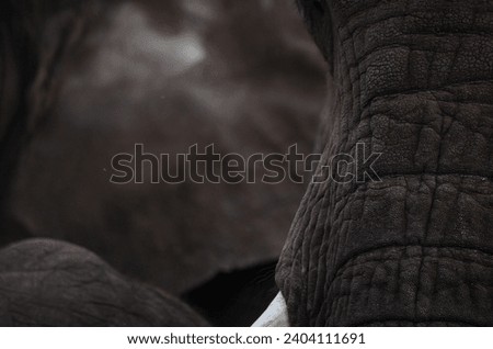 A close up of an Elephants Face with another Elephant  behind it. It's Skin is 
shades of Grey and textured. It's Tusks are short.