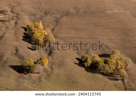 yellow autumn trees on the mountainside