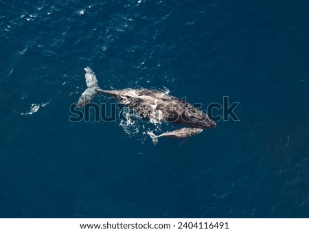 Aerial picture of a mum and a calf humpback whales breathing at the surface in the Ningaloo reef, Western Australia. Two beautiful whales in Exmouth.
