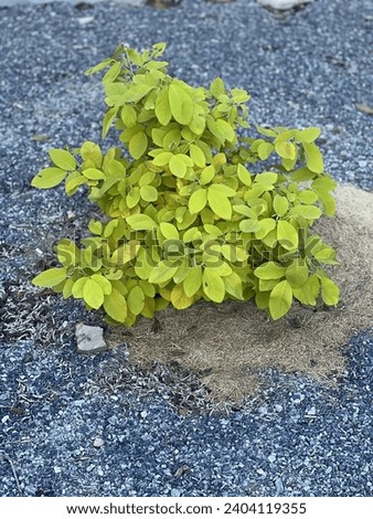 a photography of a small plant growing out of a patch of sand.
