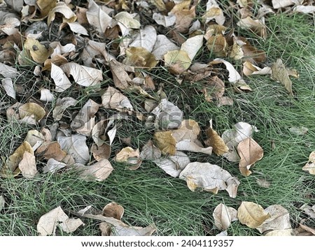 a photography of a pile of leaves on the ground.