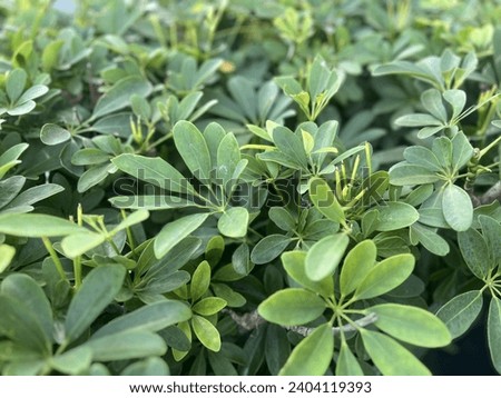 a photography of a bush of green leaves with a blue sky in the background.