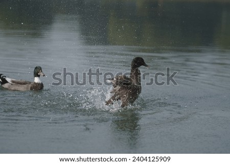Duck playing in water, dancing in water, duck taking bath