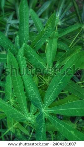 green cassava vegetable leaves close up photography top view