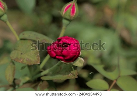 Red roses that will soon bloom against the background of fresh nature. 