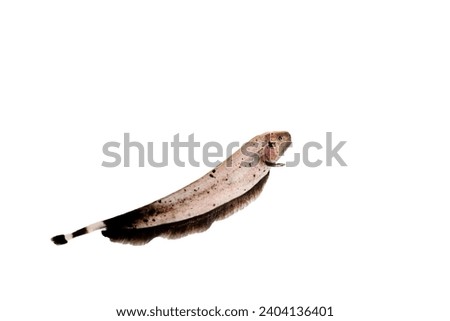 Panda ghost knife fish isolated in white background 