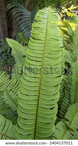 The stem of the Centipede Fern plant with small pinnate leaves resembles a centipede. Royalty-Free Stock Photo #2404137011