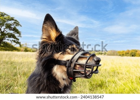 Muzzled- German shepherd dog wearing muzzle to prevent biting sits in field whilst out for exercise in rural Shropshire. Royalty-Free Stock Photo #2404138547