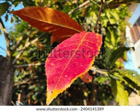 red leaf picture Where the sunlight shines, the leaf veins can be seen on both the front and back. People are beautiful and different.
