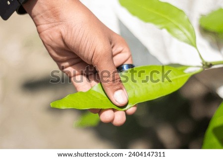 A man is holding a tree leaf with his hands and blurred background