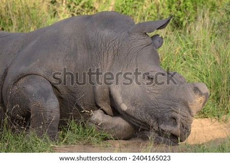a very sleepy resting rhinoceros