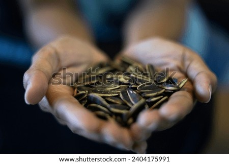 Sunflower seeds in woman hands. Close-up view of roasted sunflower seeds. Woman holding a pile of sunflower seeds.