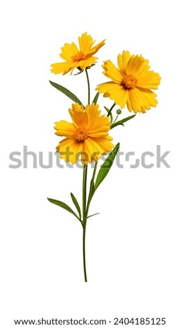 Floral arrangement of Lanceleaf Coreopsis flowers. Element for creating design, postcard, pattern, floral arrangement, wedding cards and invitation. Three yellow flowers isolated on white background. Royalty-Free Stock Photo #2404185125