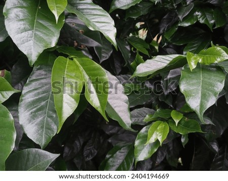 The leaf background is suitable for decoration in the aquarium