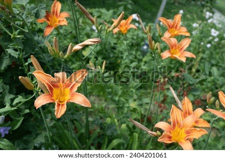 Tiger lily flowers. Background from blooming orange lilies for publication, design, poster, calendar, post, screensaver, wallpaper, postcard, banner, cover, website. High quality photography