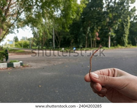 hand holding a dry leaf that fell on the road