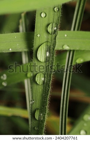 water drops macro photo on grass