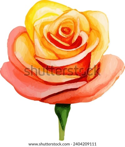 watercolor rose flower vector illustration, botanical painting