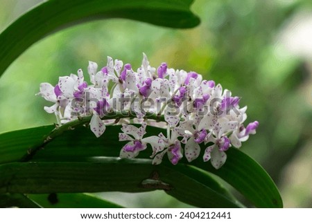 Wild orchids with purple, pink and white on a natural blur background. Tropical flowers, close up shot in Thailand.