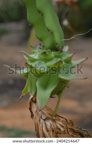 Green and fresh pitaya fruit in a cactus hanging in the plantation in the interior of Brazil. Dragon fruit in the cactus plantation