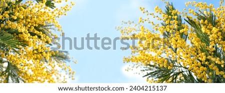 spring nature background. Mimosa flowers against abstract blue sky backdrop. symbol of festive Spring season, 8 March holiday. fluffy yellow mimosa buds. Template for design.