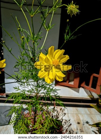 beautiful yellow colour flower in blur background 