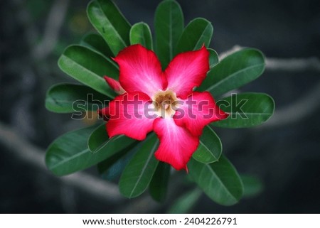 Close up of pink adenium flower with green leaves and blurry background 