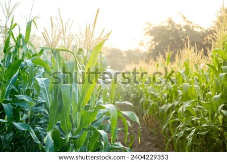 Green Corn field with sunlight in morning day, young corn tree for graphic desing, poster, banner