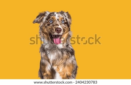 Red merle Happy dog, blue eyed, panting against yellow background