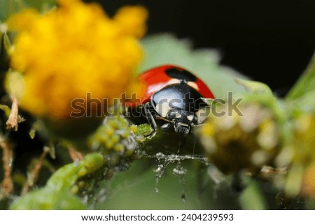 Seven star Ladybird beetle eating an aphid on a yellow flowering plant (natural light and strobe, macro close-up photograph)