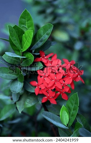 Blooming Ashoka flower with green leaves in the background, image for mobile phone screen, display, wallpaper, screensaver, lock screen and home screen or background