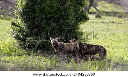 African wild dogs in the wild