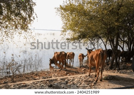 Skinny emaciated cows or cattle quenching their thirst by drinking water from a lake. Royalty-Free Stock Photo #2404251989
